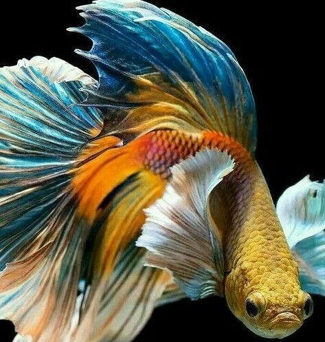 Bệnh sưng mắt ở cá Betta: nhận biết sớm, xử lý nước và chăm cá hồi phục
