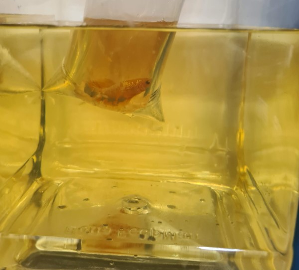 Sốc nước ở cá Betta: vì sao cá yếu sau khi thay nước và cách phòng tránh