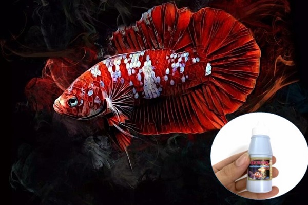 Trị nấm cho cá Betta: dấu hiệu, nguyên nhân và cách xử lý an toàn tại nhà
