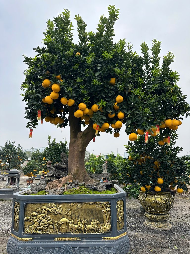 Bán cây bưởi cổ thụ: cách chọn cây lâu năm, thân đẹp và giữ quả bền