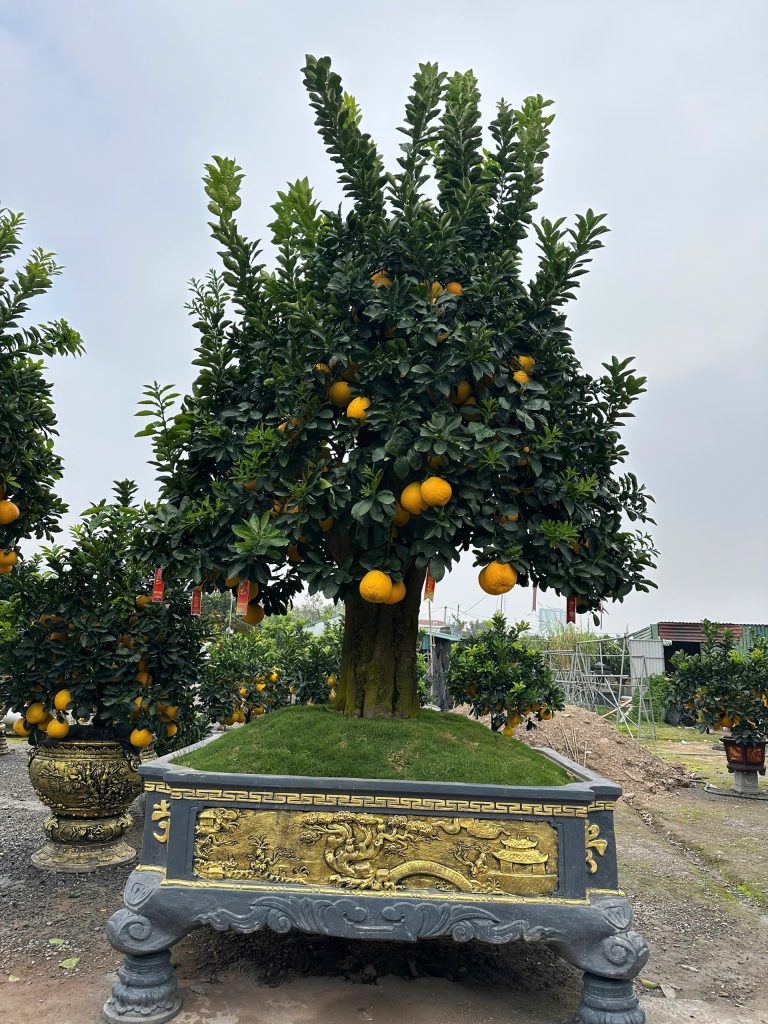 Bán cây cảnh chơi Tết: vì sao bưởi cảnh là lựa chọn nổi bật cho gia đình và doanh nghiệp