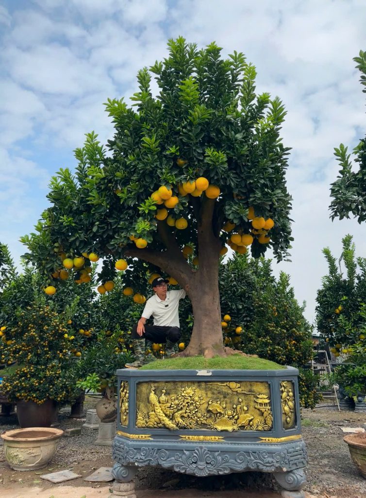 Bưởi cảnh bonsai: nghệ thuật tạo dáng, chọn chậu và chăm sóc ngày Tết