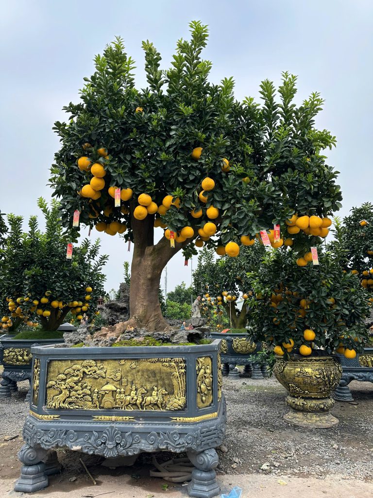 Cây bưởi Diễn: đặc điểm, ý nghĩa và cách chọn cây bưởi Diễn cảnh chơi Tết